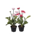 Bellis mix