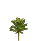 Echeveria