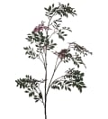 Japansk Rönn