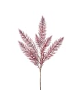 Asparagus