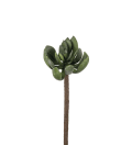 Echeveria
