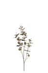 Eucalyptus