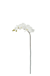 Phalaenopsis