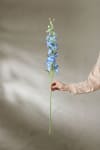 Delphinium
