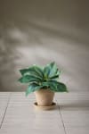 Hosta