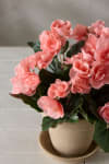 Begonia