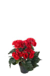 Begonia