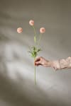 Scabiosa