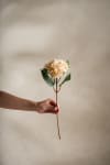 Hortensia