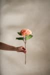 Hortensia