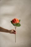Hortensia