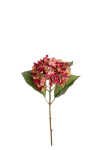 Hortensia