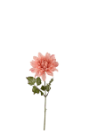 Dahlia