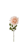 Dahlia