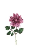 Dahlia