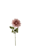 Dahlia