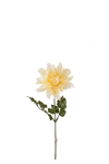 Dahlia