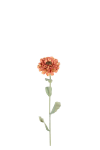Zinnia