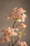 Lönnblomma