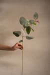 Eucalyptus