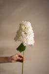 Syrénhortensia
