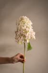 Syrénhortensia