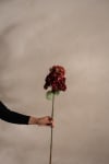 Syrénhortensia
