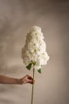 Syrénhortensia