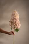 Syrénhortensia