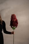 Syrénhortensia