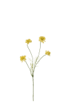 Cosmos