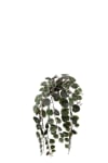 Peperomia