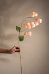 Physalis