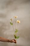 Zinnia