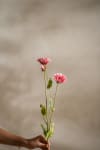 Zinnia