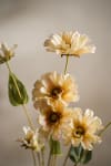 Zinnia