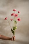 Zinnia