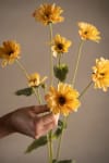 Zinnia