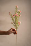 Vaxblomma