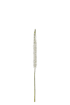 Eremurus