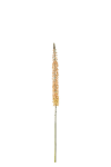 Eremurus