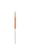 Eremurus