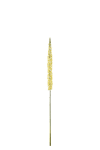 Eremurus
