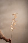 Ruscus