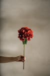 Hortensia