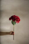 Hortensia