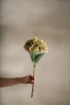 Hortensia