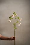 Enkianthus