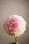Dahlia