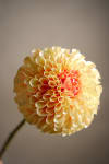 Dahlia